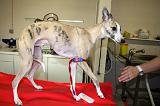 WHIPPET - GARROT PRISE DE SANG 153